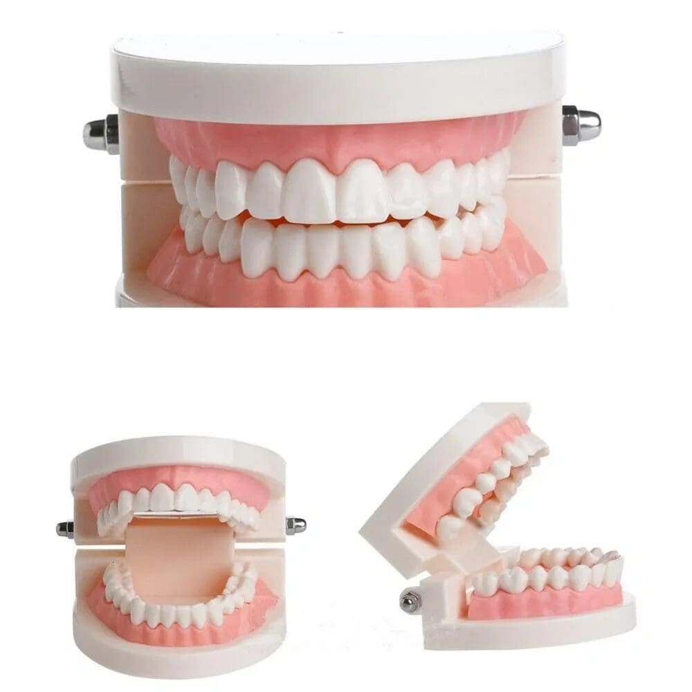 Teeth Display image 0