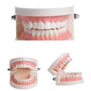 A set of teeth with a tooth paste holder.