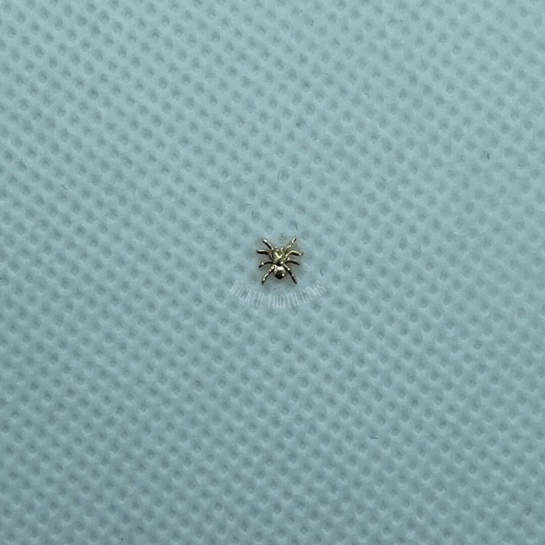 A small spider sitting on top of a blue surface.